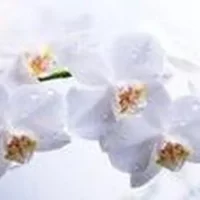 Фальш панель для кухни с фото Орхидея